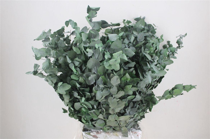 <h4>Pres Euca Stuartiana Green Bunch</h4>