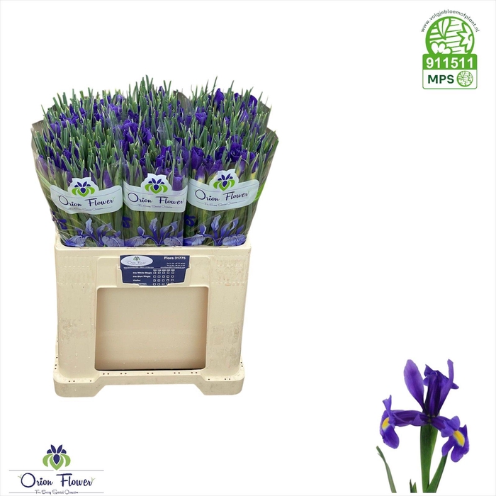 <h4>IRIS BLUE MAGIC</h4>