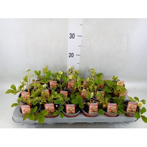 Fragaria   ...