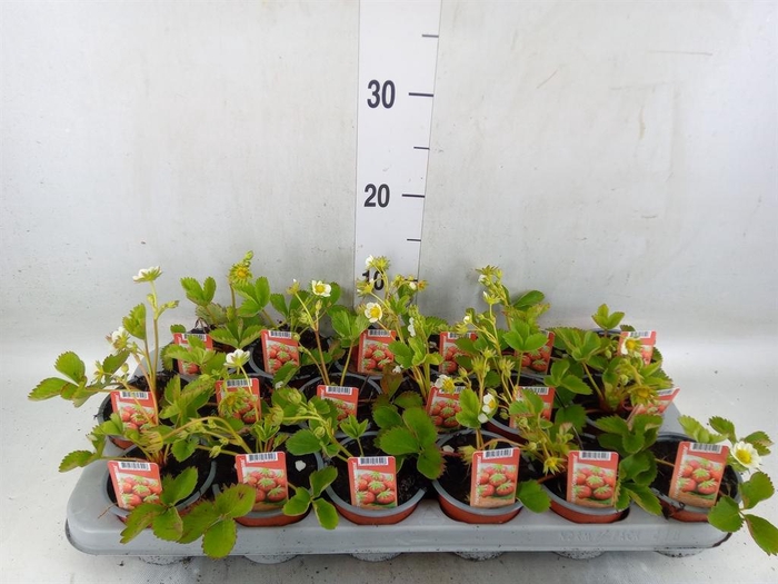 <h4>Fragaria   ...</h4>