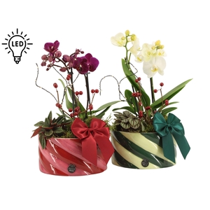 61787: X-mas arrangement met LED