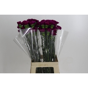 Dianthus St Yukari Violet