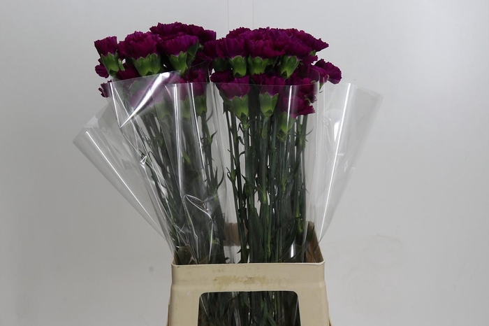 Dianthus St Yukari Violet