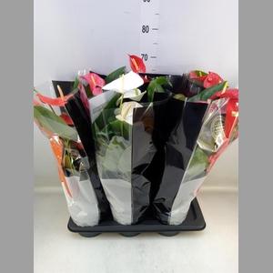 Anthurium   ...mix