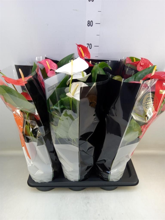 <h4>Anthurium   ...mix</h4>
