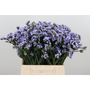 Limonium Donau Birds