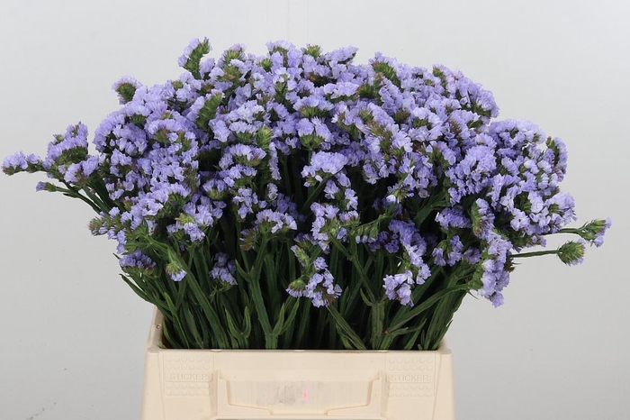 <h4>Limonium Donau Birds</h4>