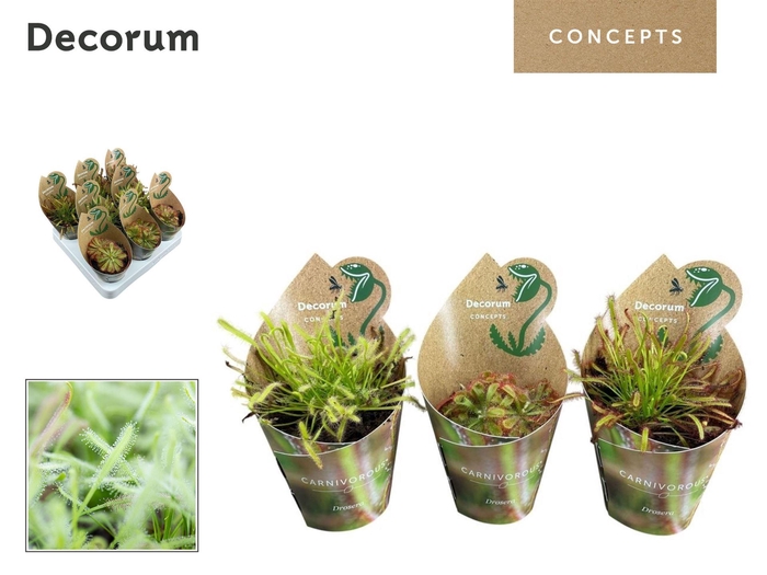 <h4>Vleesetende planten</h4>