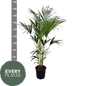 HOWEA FORSTERIANA