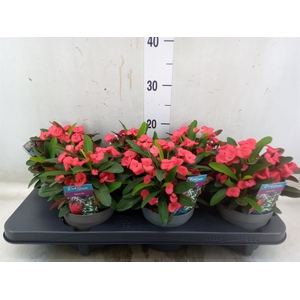 EUPHORBIA MILII 'MAXI OLYMPIA'