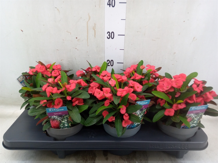 <h4>EUPHORBIA MILII 'MAXI OLYMPIA'</h4>