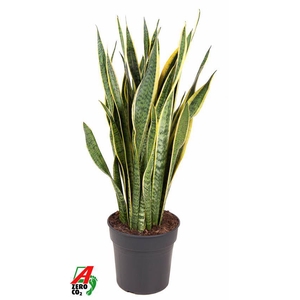 Sansevieria trif. Laurentii