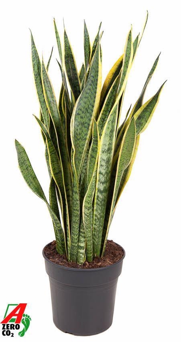 <h4>Sansevieria trif. Laurentii</h4>