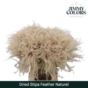 Dried Stipa Feather Naturel