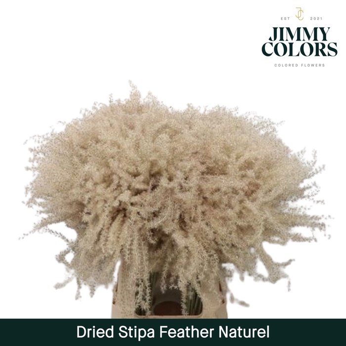 <h4>Dried Stipa Feather Naturel</h4>