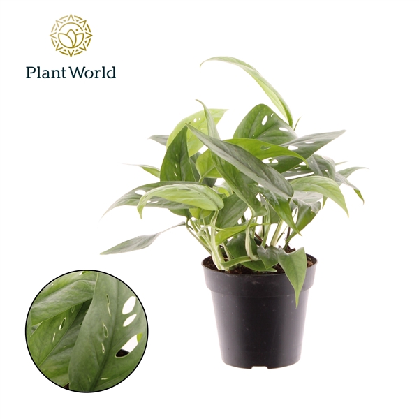 <h4>Epipremnum Cebu Blue</h4>