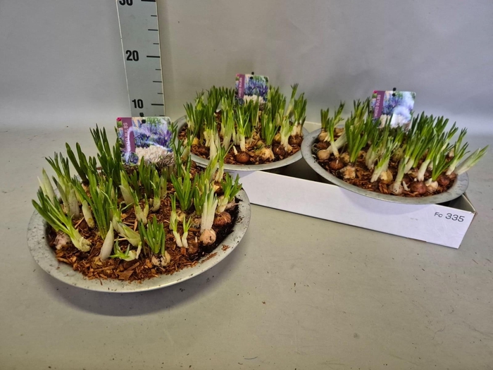 <h4>BOLBLOEMEN GEM</h4>