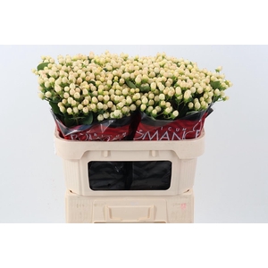 Hyp Cool Rom 70cm