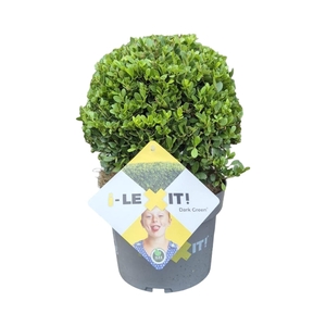 Ilex crenata Dark Green, P19, Bol Ø20cm