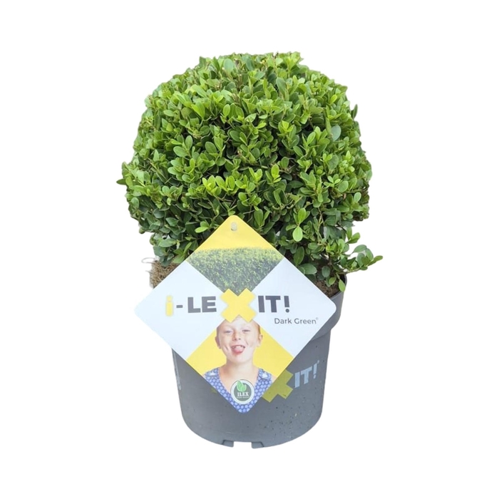 <h4>Ilex crenata Dark Green, P19, Bol Ø20cm</h4>
