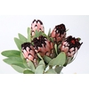 Protea Didi