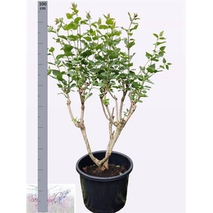 Syringa   ...