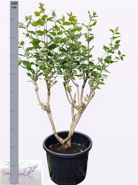 <h4>Syringa   ...</h4>