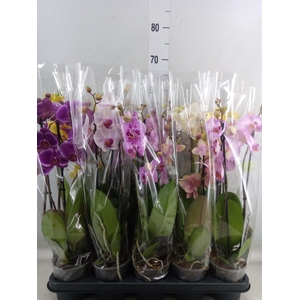 Phalaenopsis   ...mix