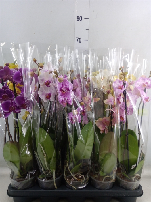 <h4>Phalaenopsis   ...mix</h4>