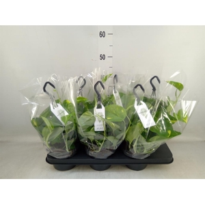 Epipremnum pinn.   HG