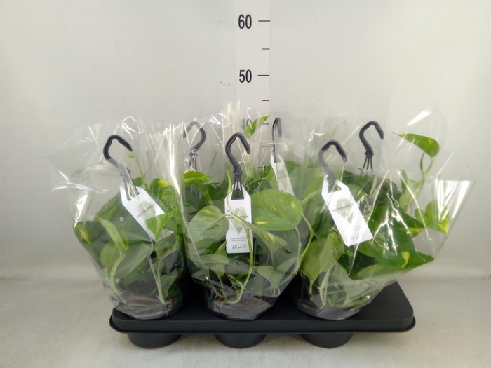 <h4>Epipremnum pinn.   HG</h4>