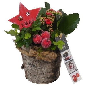 PTCHR7344 Arrangement Christmas Red in houten pot