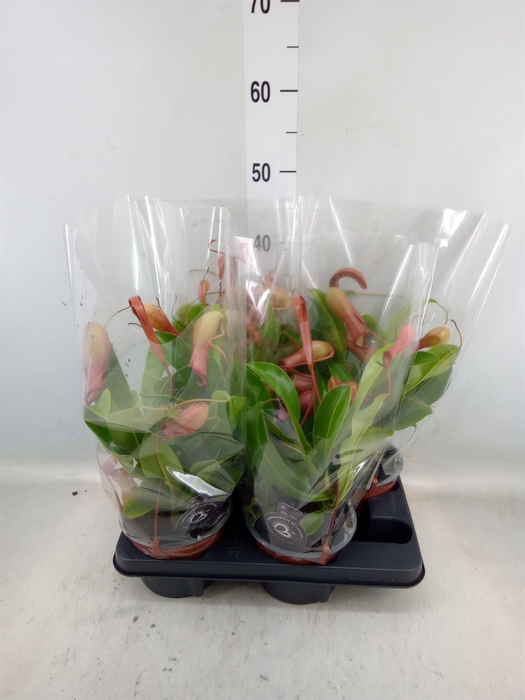 <h4>Nepenthes alata</h4>