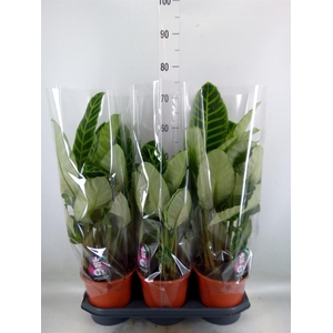 Calathea zebrina