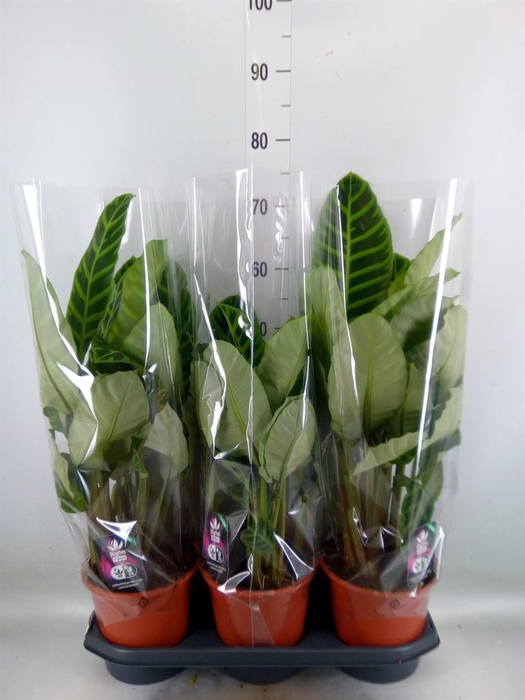 <h4>Calathea zebrina</h4>