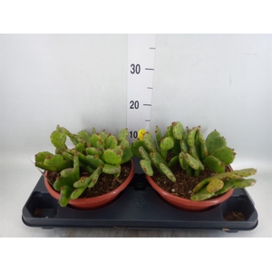 Opuntia humifusa