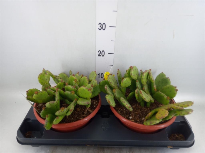 <h4>Opuntia humifusa</h4>
