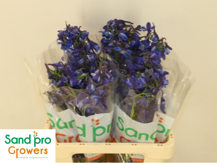 <h4>DELPH EN DONNA</h4>