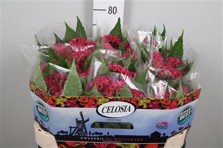 <h4>Cel C Act Rima</h4>