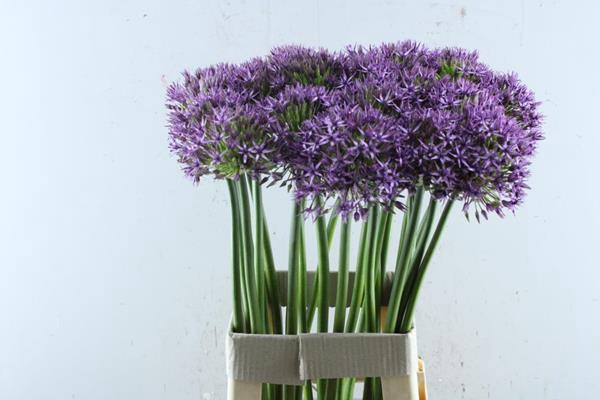 <h4>Allium Pa Atlas (70cm)x25</h4>