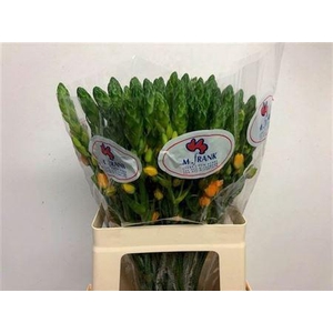 Ornit Db Magic Star 60cm