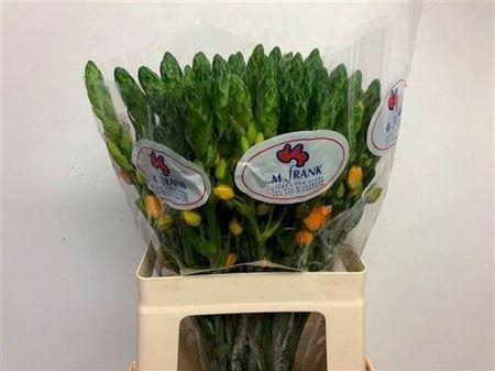 <h4>Ornit Db Magic Star</h4>