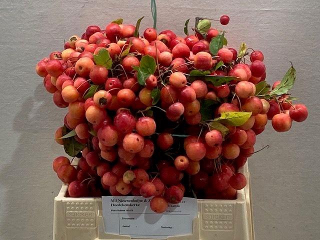 <h4>MALUS RED SENTINEL</h4>