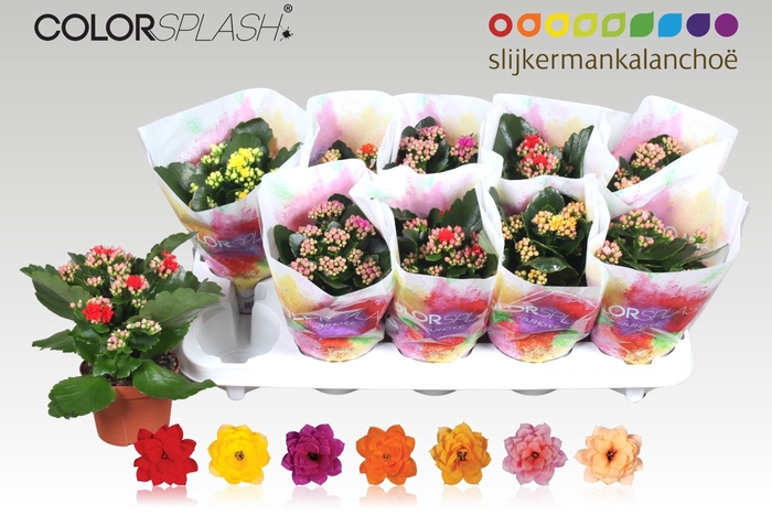 <h4>KAL GE GEM 7 KL</h4>