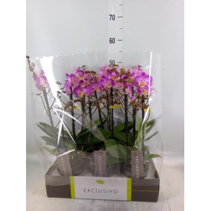 Phalaenopsis multi.   ...rose