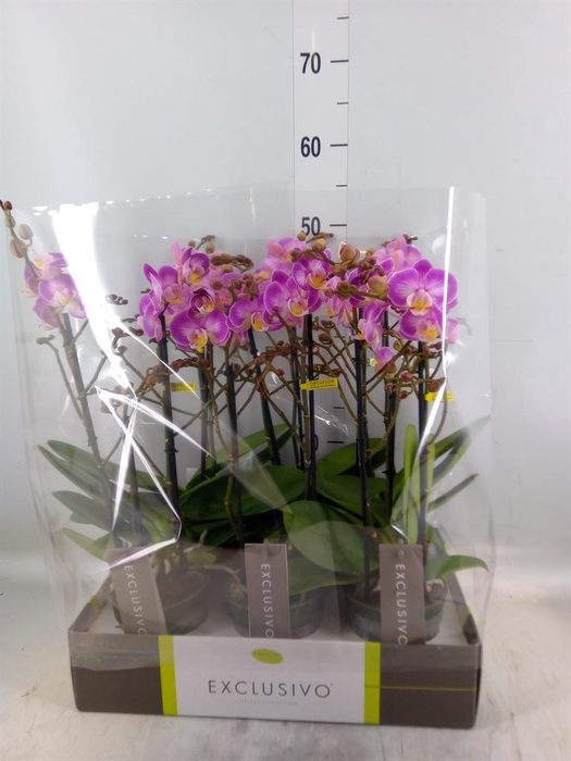 <h4>Phalaenopsis multi.   ...rose</h4>