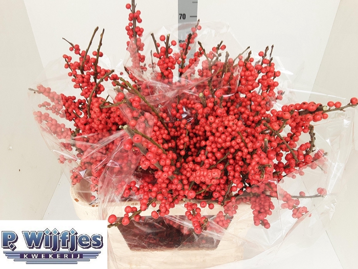 <h4>ILEX VE RODE BES</h4>