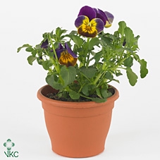 VIO CO TW PURPL+GOLD