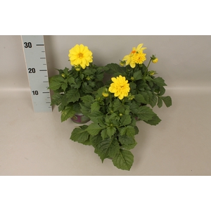 Dahlia  Yellow