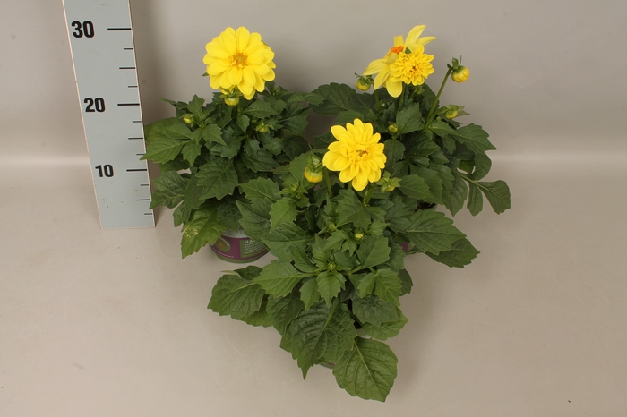 <h4>Dahlia  Yellow</h4>